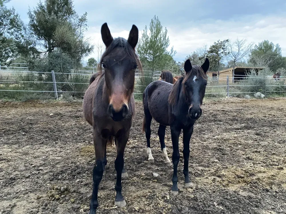 Élevage de chevaux près de Var