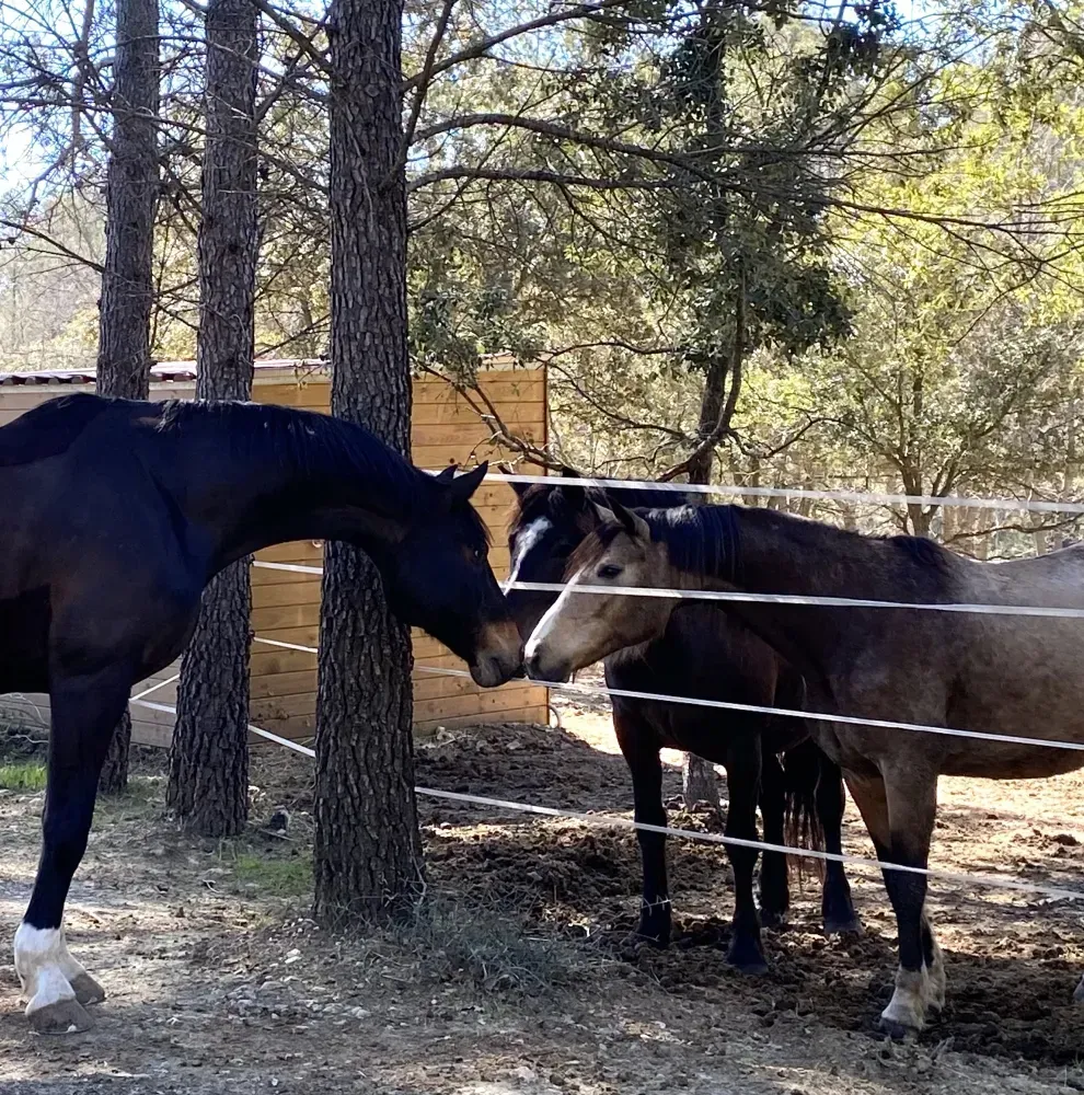 Stage équitation près de Var