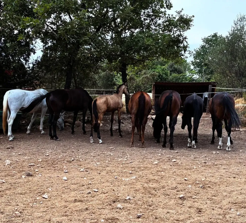 Cours équitation près de Var